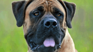 Farmer’s Dog Mauls 10-Year-Old To Death