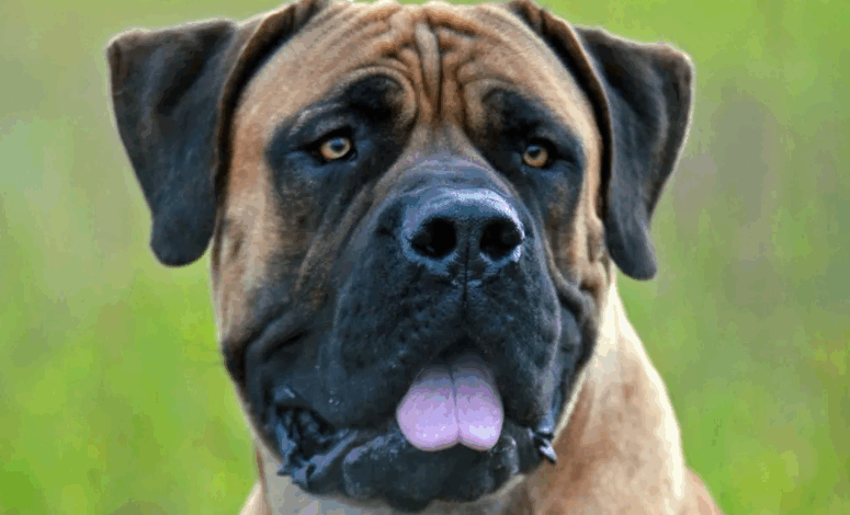 Farmer’s Dog Mauls 10-Year-Old To Death